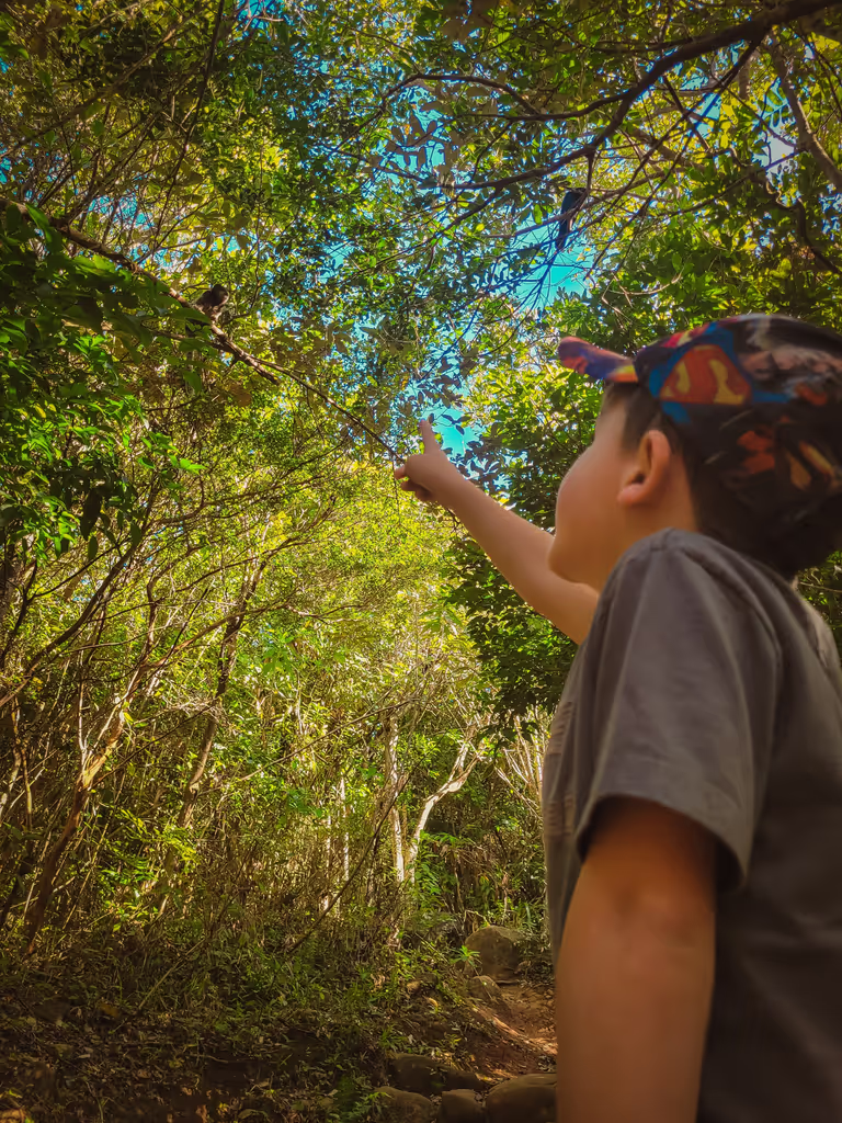 Florianopolis Private Tour - Spotting WIldlife