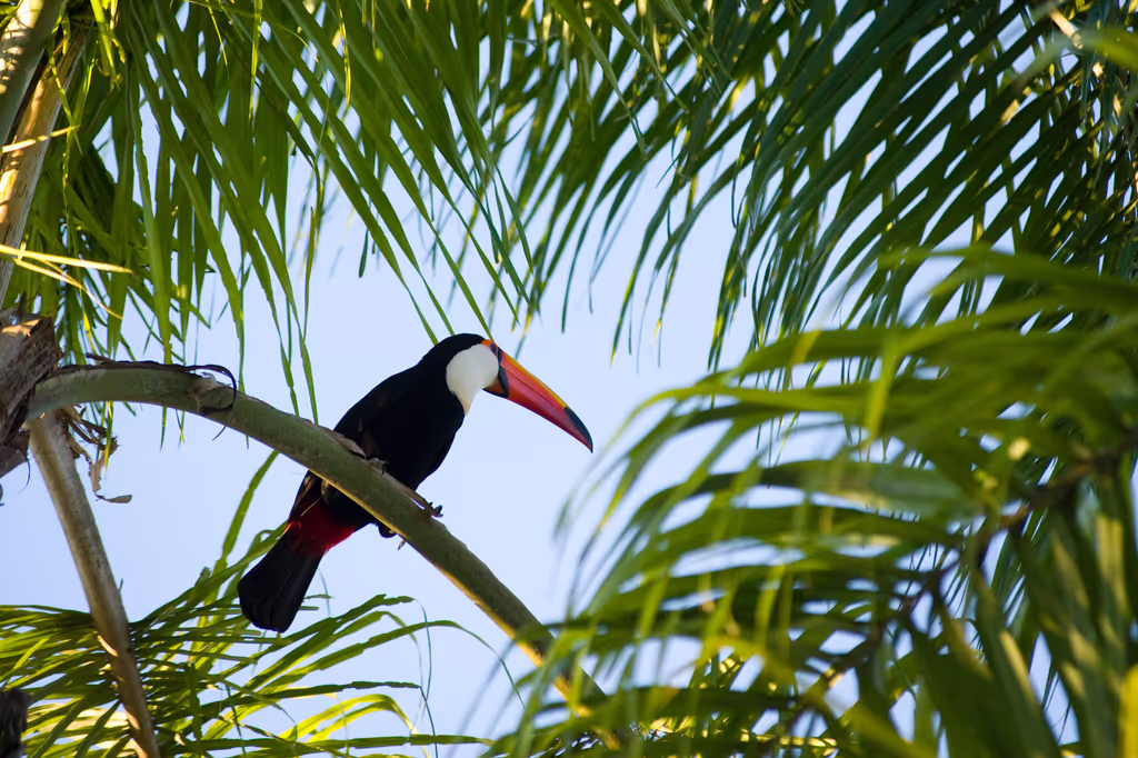 Florianopolis Private Tour - Toucans