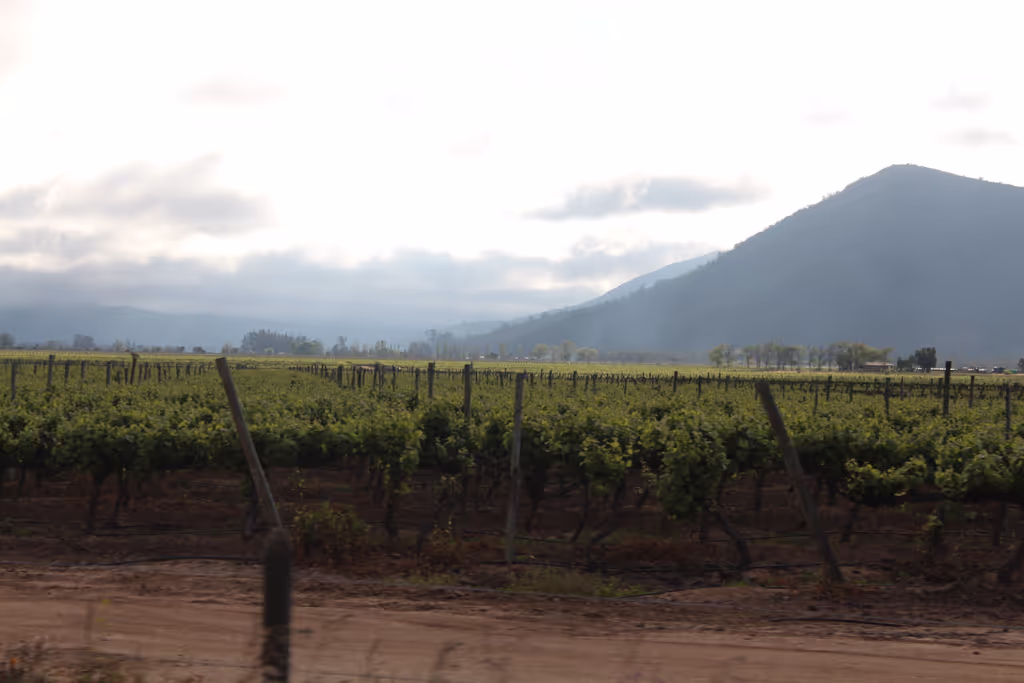 Santiago Private Tour - Winery