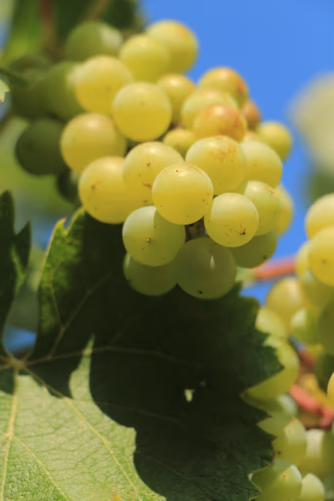 Santiago Private Tour - Sauvignon blanc