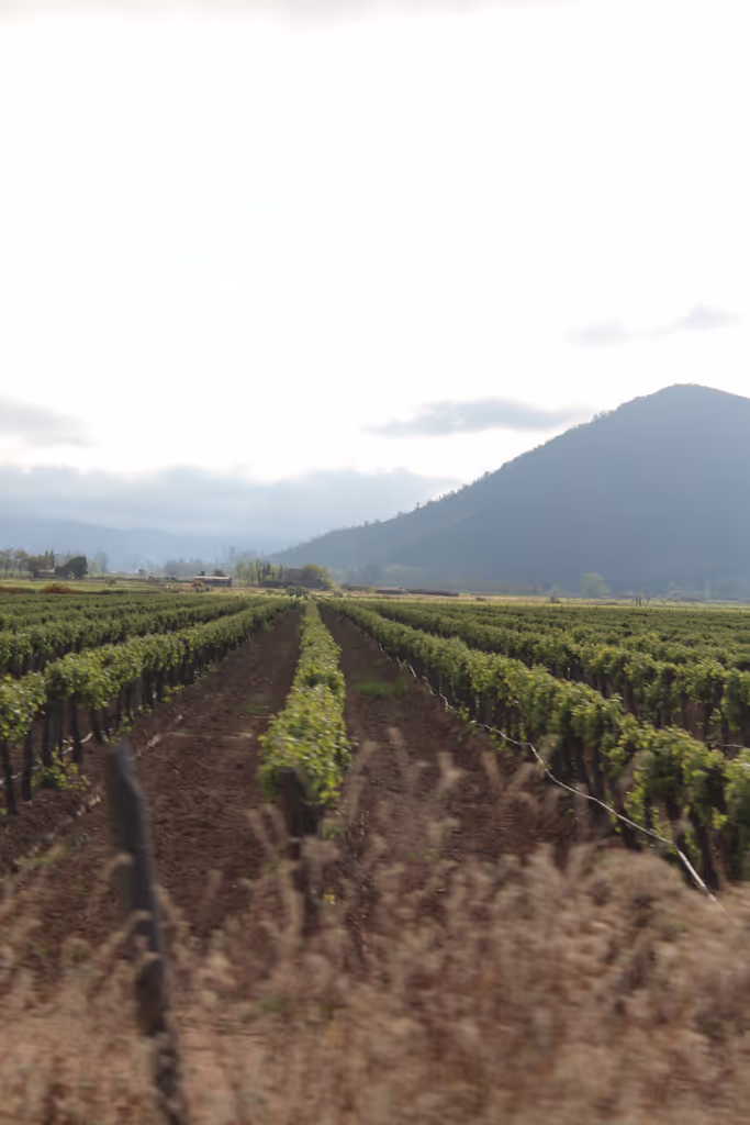 Santiago Private Tour - Wine