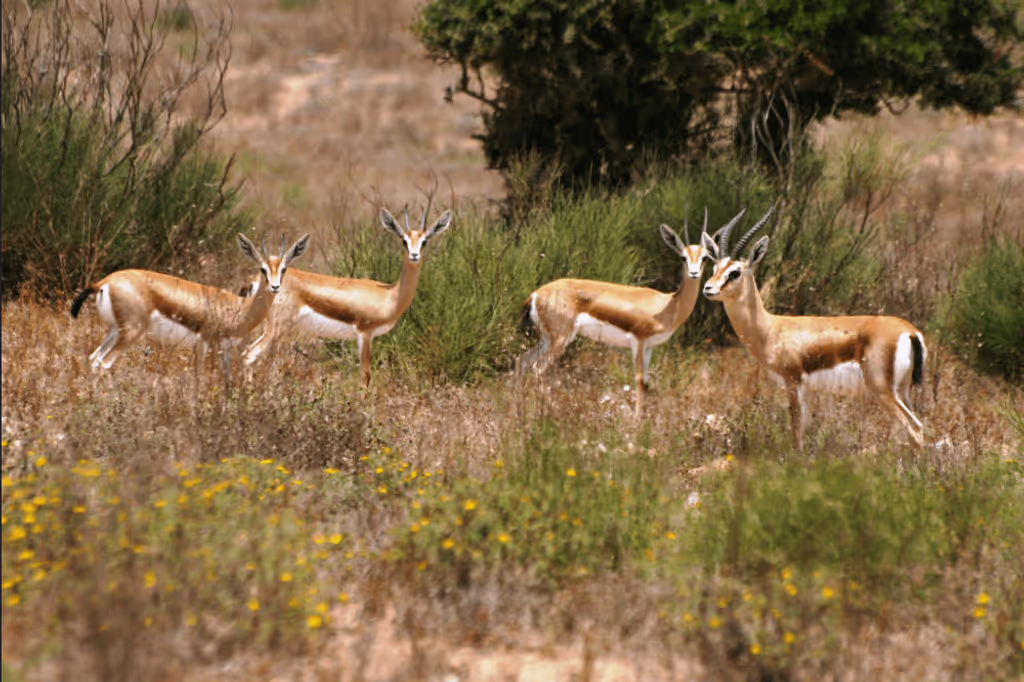 Agadir Private Tour - 