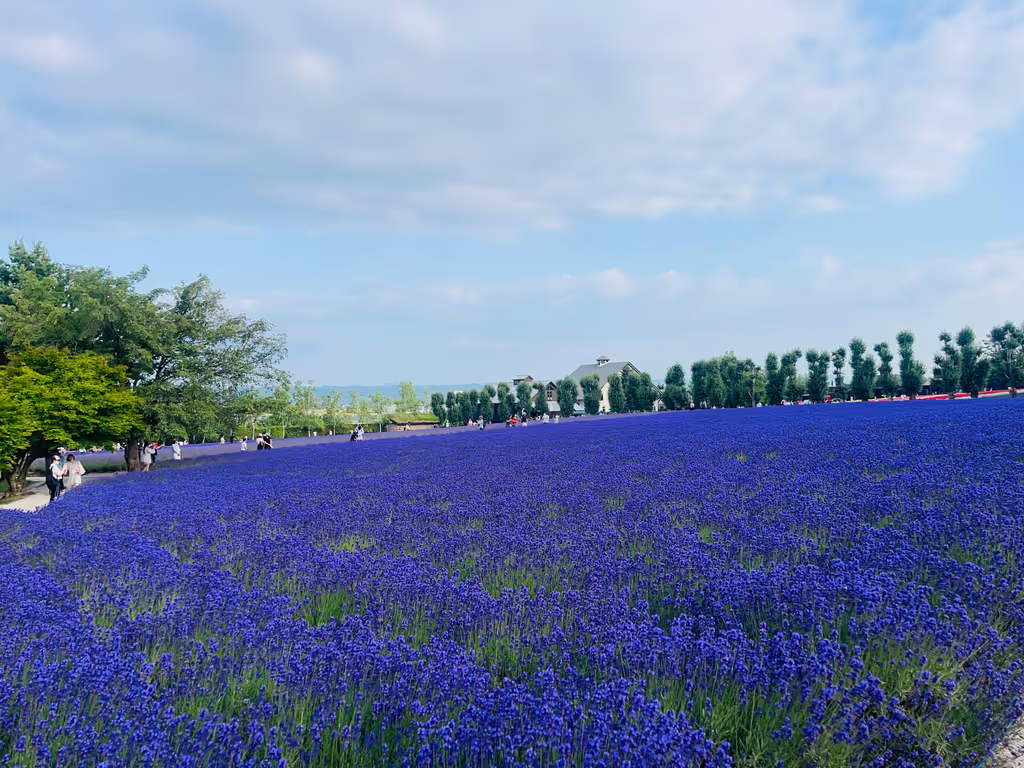 Hokkaido Private Tour - Laveders at Farm Tomita