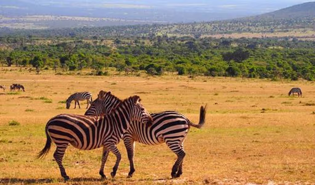Nairobi Private Tour - 