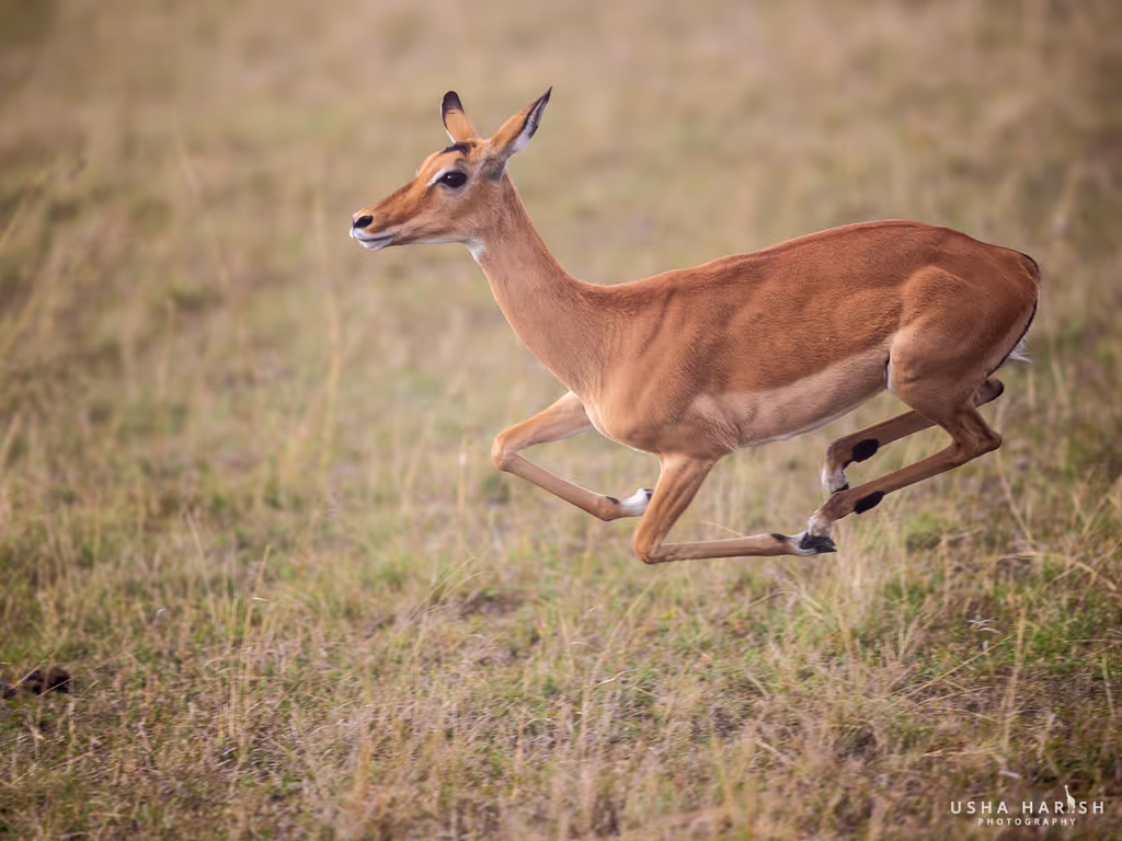 Nairobi Private Tour - 