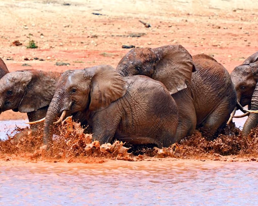 Nairobi Private Tour - 