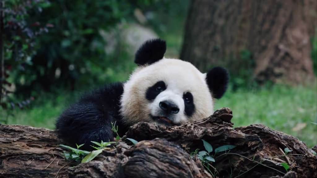 Chengdu Private Tour - 