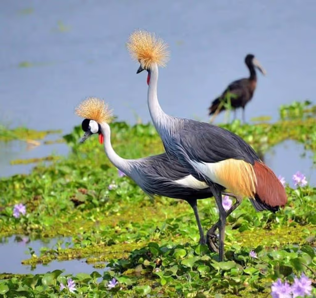 Nairobi Private Tour - 