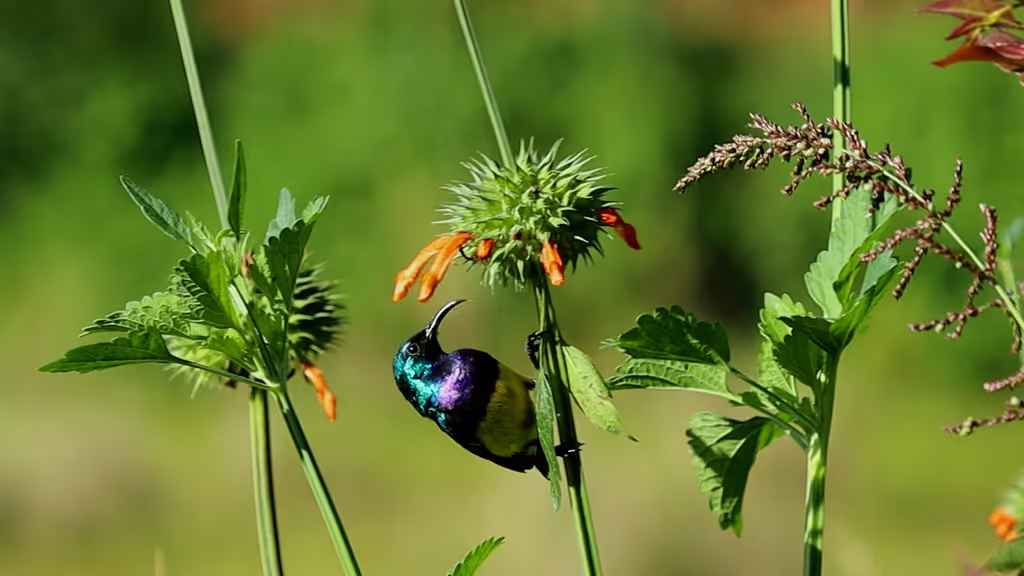 Nairobi Private Tour - 