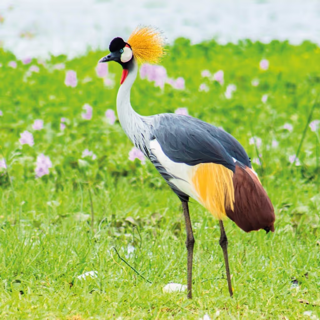 Nairobi Private Tour - 