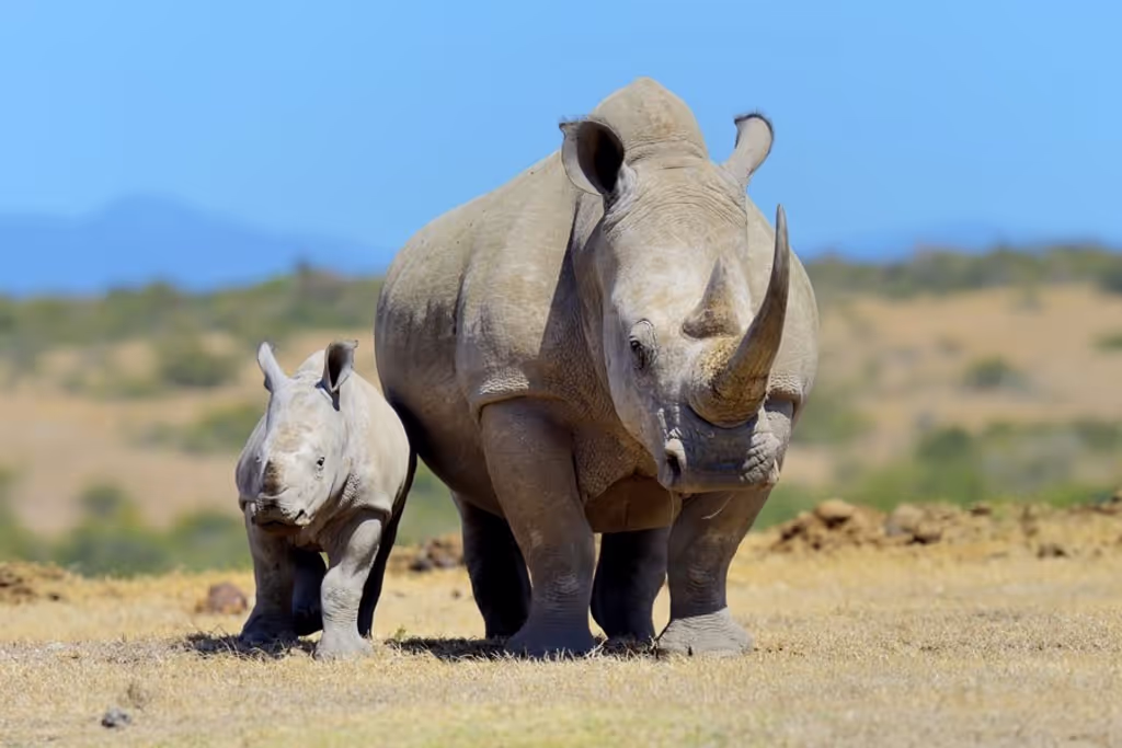 Nairobi Private Tour - 