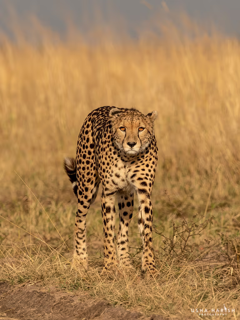 Nairobi Private Tour - 