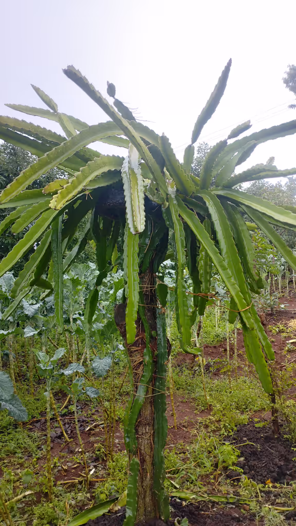Nairobi Private Tour - 