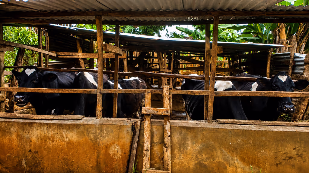 Nairobi Private Tour - 