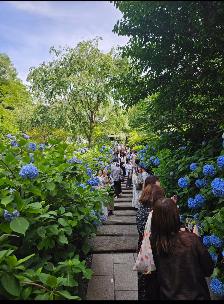 Kanagawa Private Tour - Meigetsuin during June
