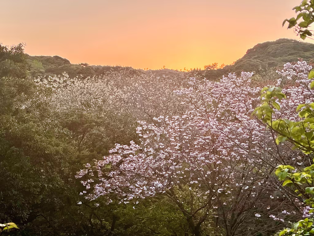 Kagoshima Private Tour - Botanical hillside