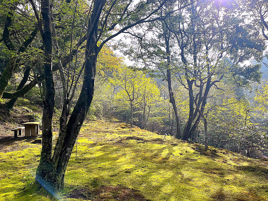 Kagoshima Private Tour - Botanical hillide