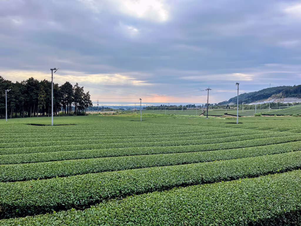 Kagoshima Private Tour - Tea Terrace