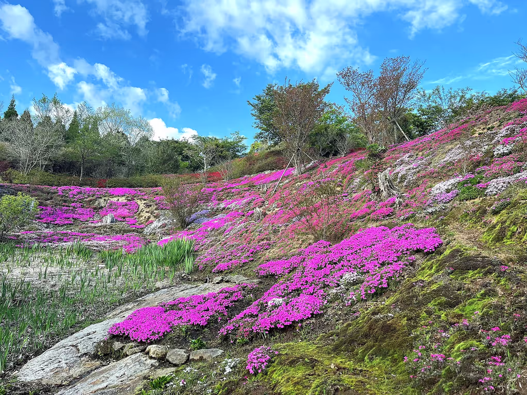 Kagoshima Private Tour - Botanical hillside