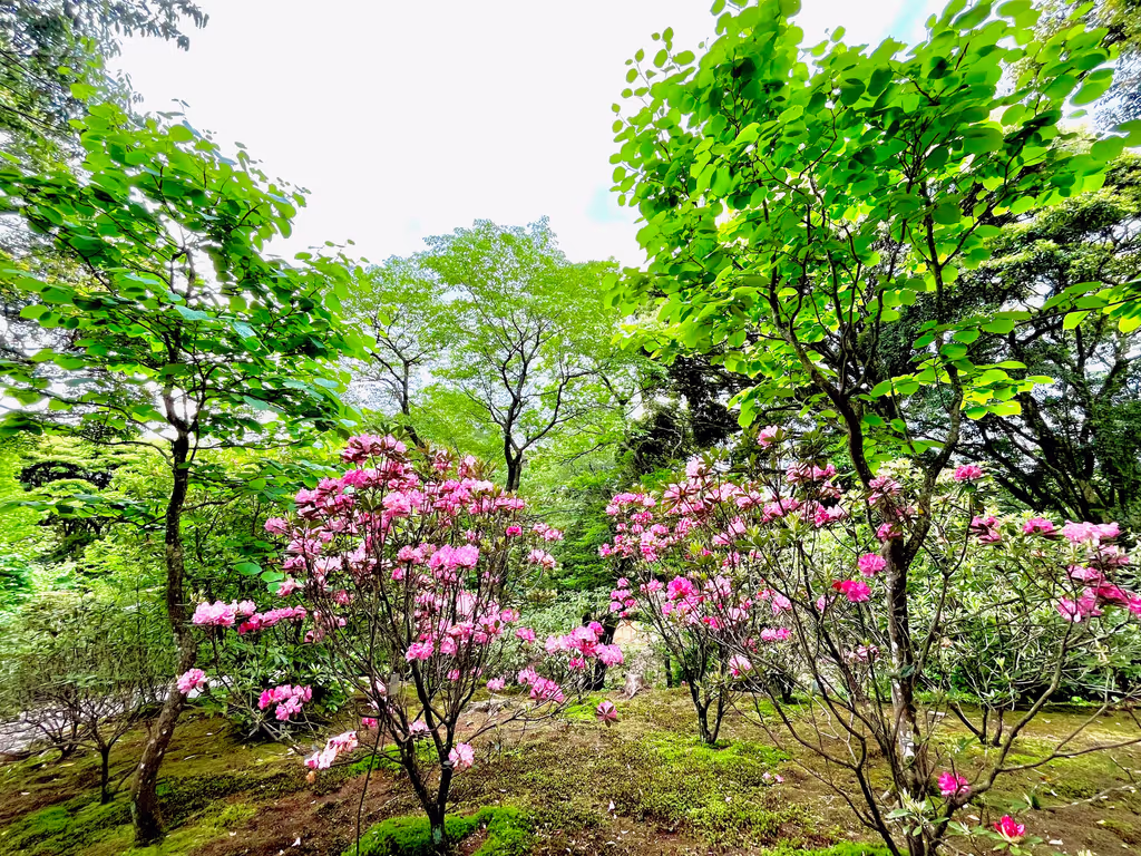 Kagoshima Private Tour - Botanical hillside