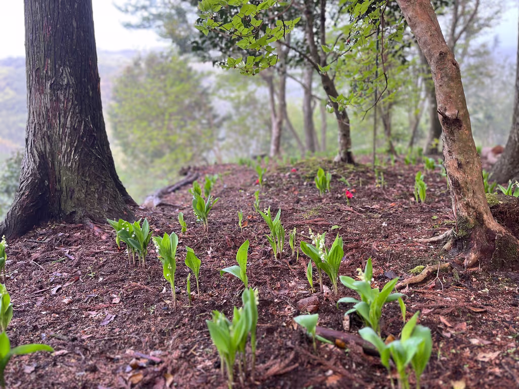 Kagoshima Private Tour - Botanical hillside