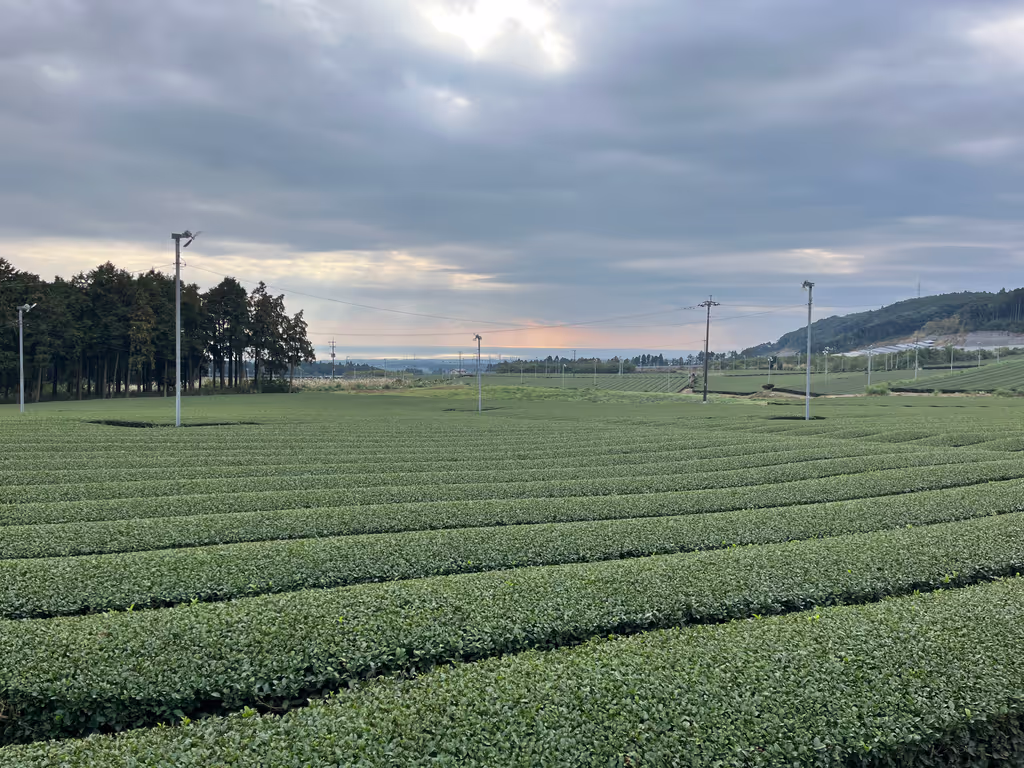 Kagoshima Private Tour - Tea Terrace