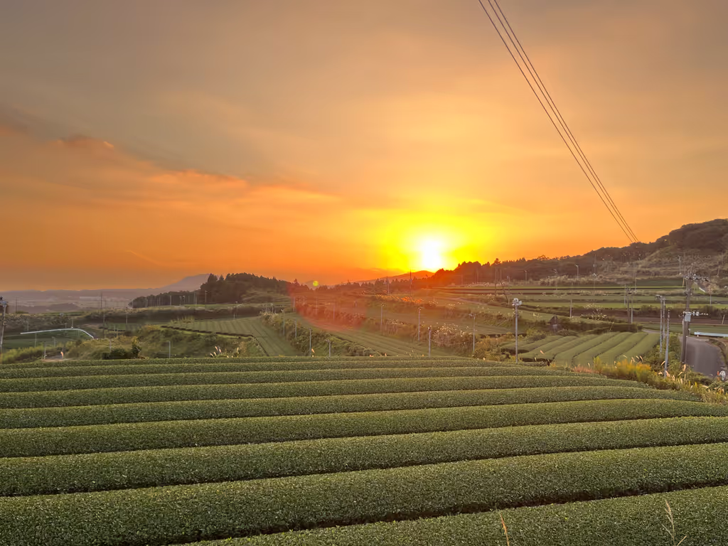 Kagoshima Private Tour - Tea Terrace