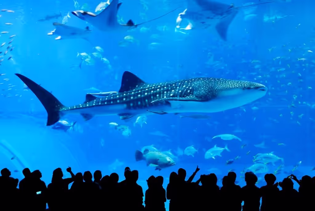 Okinawa Main Island Private Tour - 