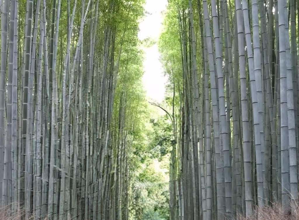 Kyoto Private Tour - Bamboo forest