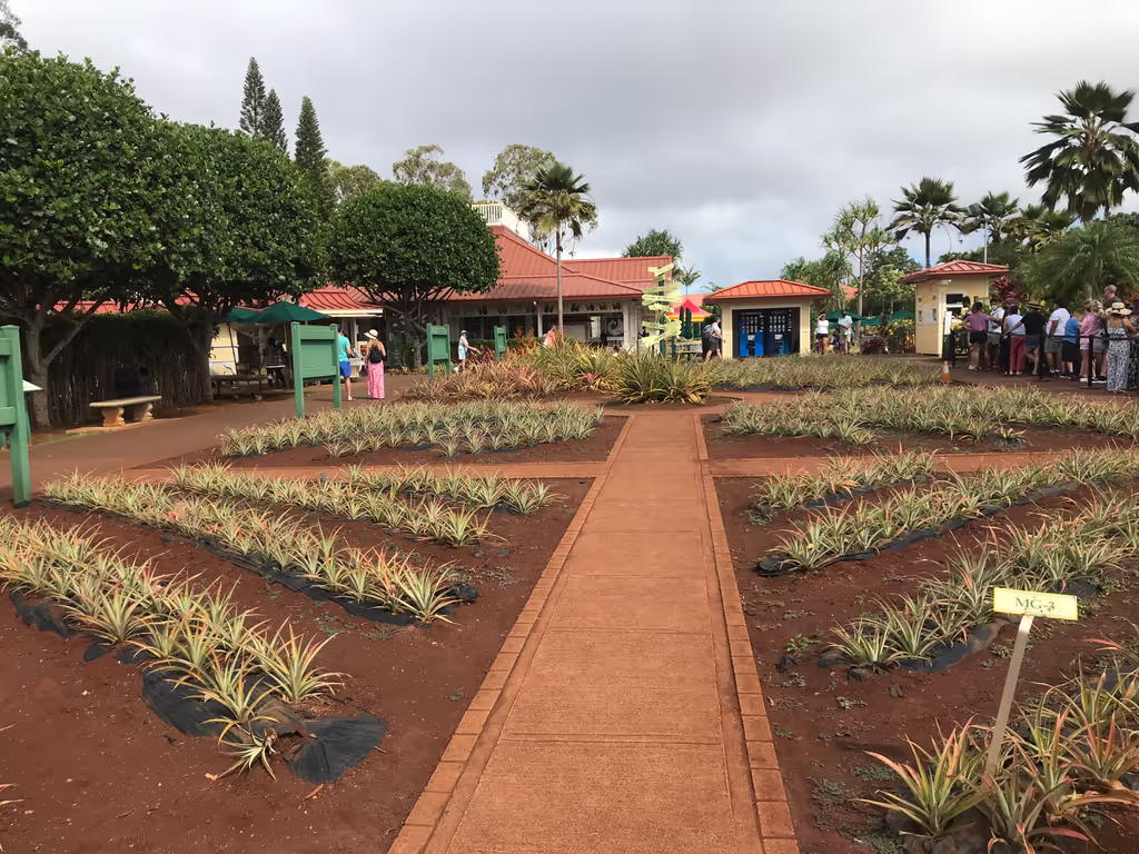 Honolulu Private Tour - Dole Plantation
