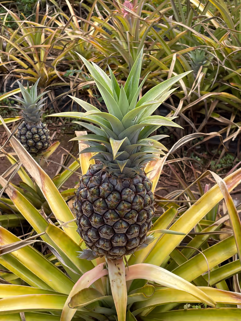 Honolulu Private Tour - Dole Plantation – Pineapple
