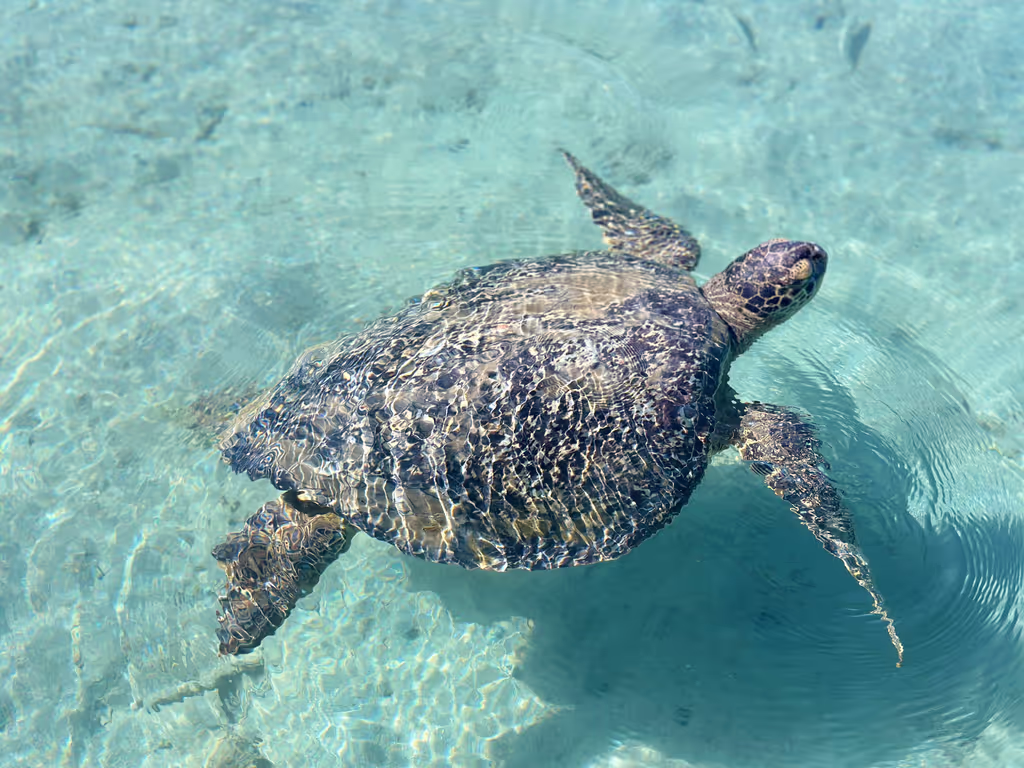 Honolulu Private Tour - Hawaiian Green Sea Turtles