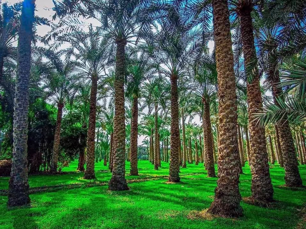 Giza Private Tour - 