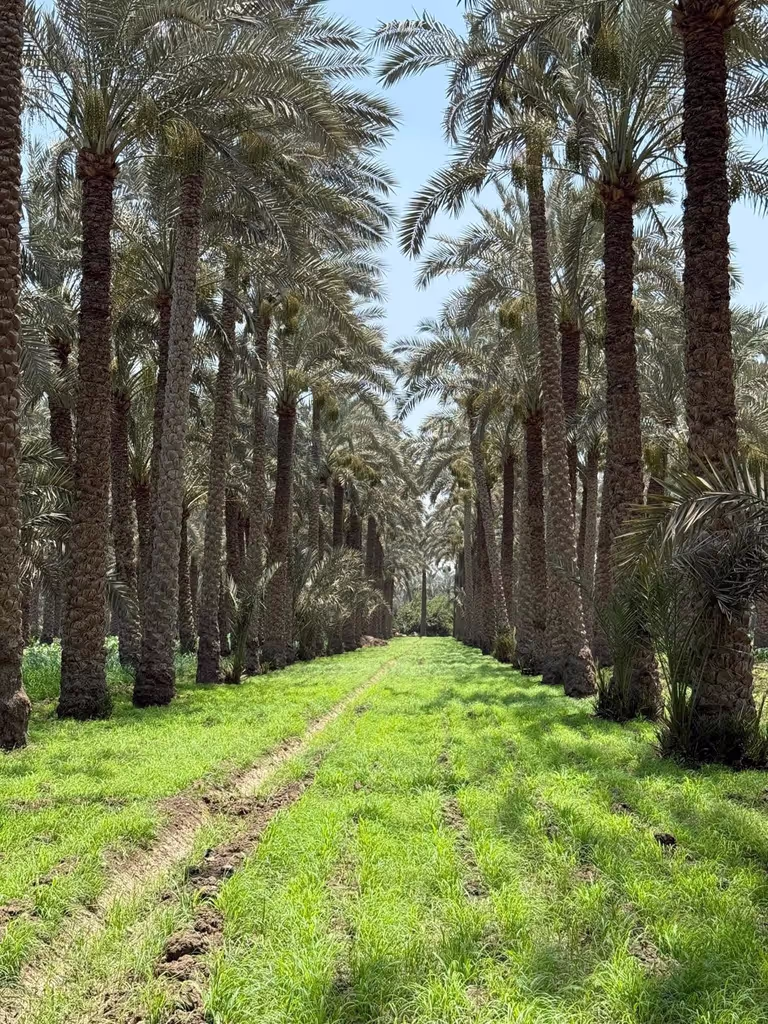 Giza Private Tour - 