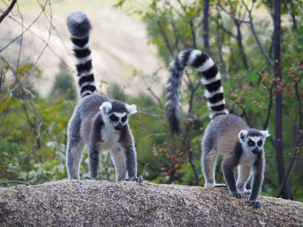 Antananarivo Private Tour - 