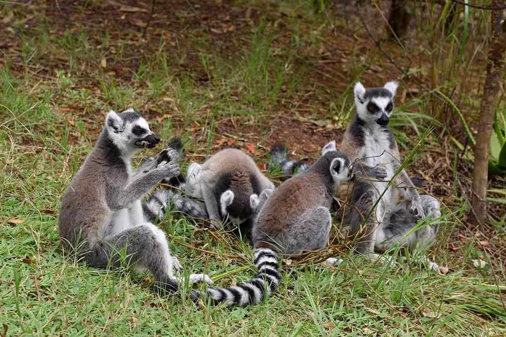 Antananarivo Private Tour - 