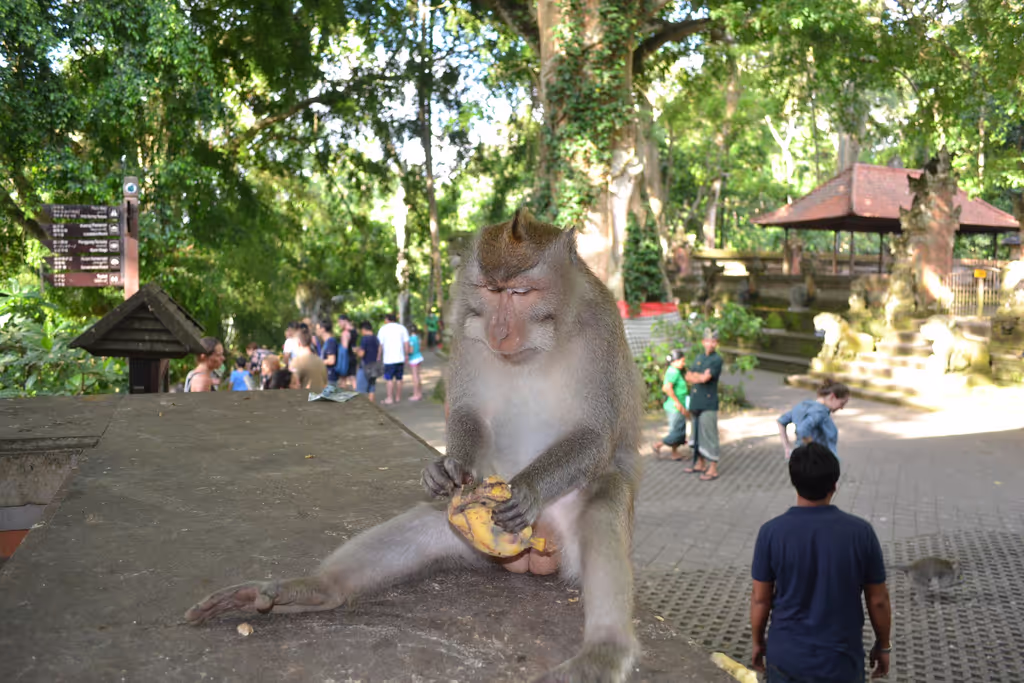 Bali Private Tour - 