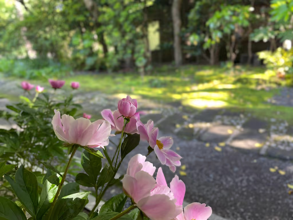 Kamakura Private Tour - Delicate peonies@Jomyoji