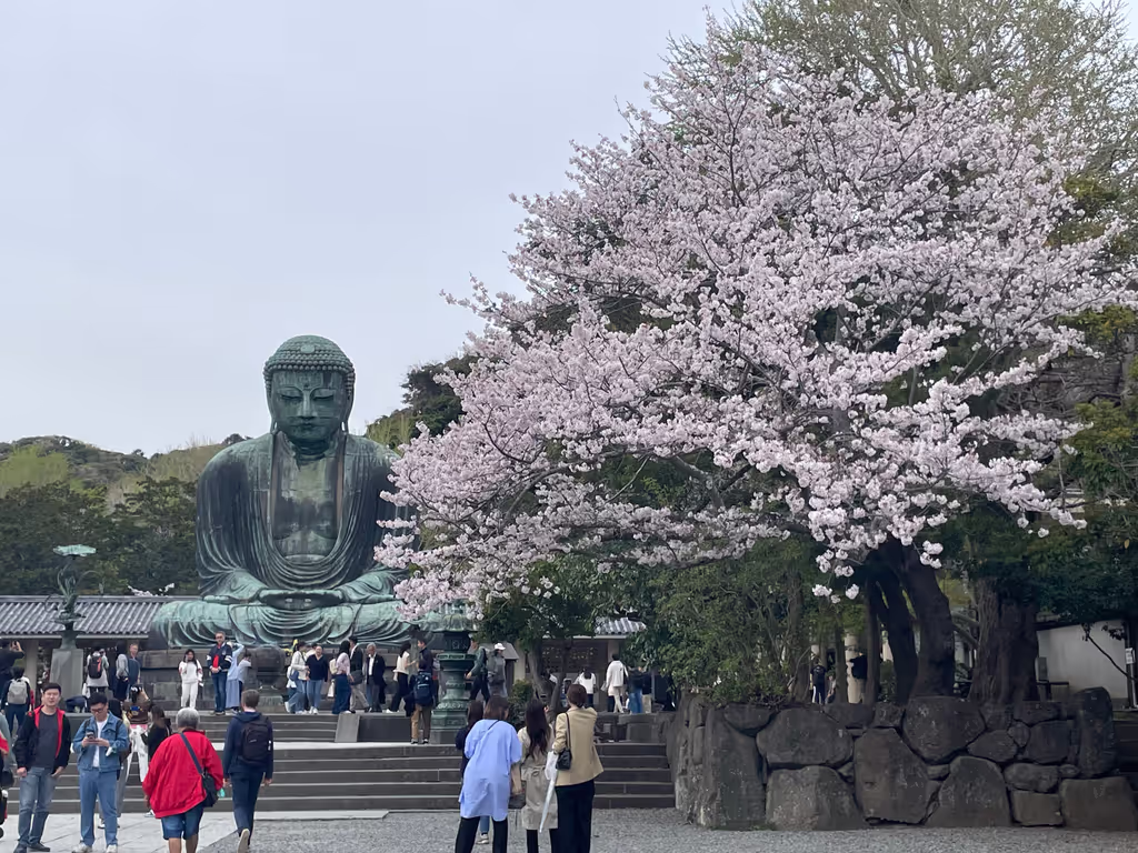Kamakura Private Tour - The Great Buddha in cherry blossom season