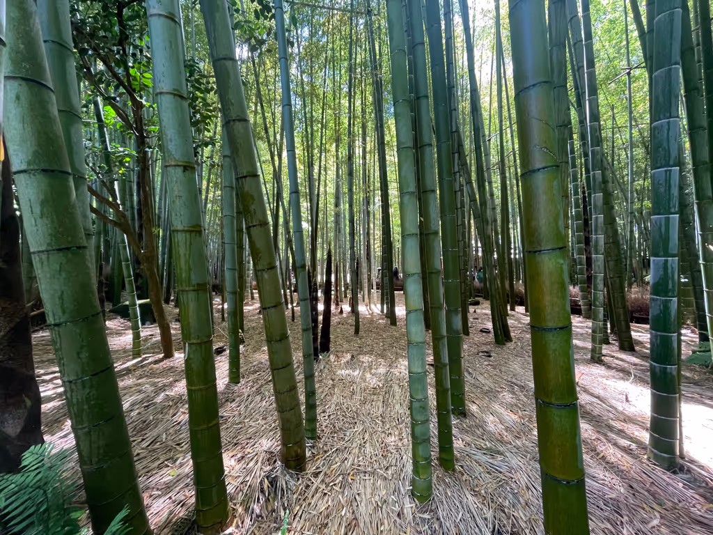 Kamakura Private Tour - Bamboo garden at Hokokuji