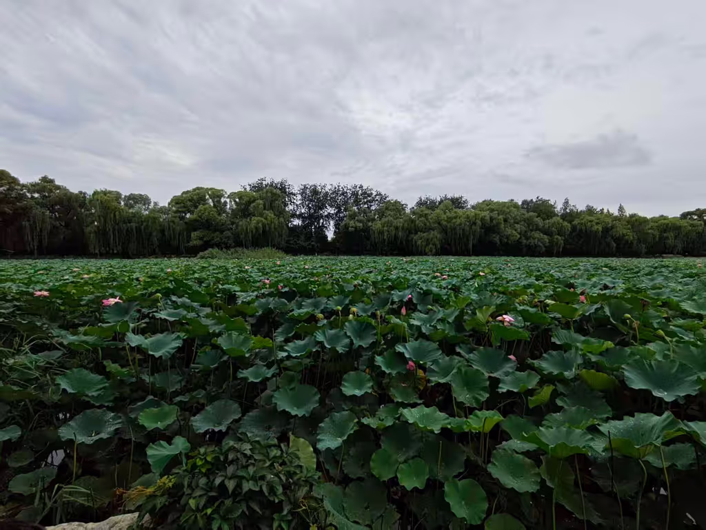Beijing Private Tour - Lotus in Summer Palace