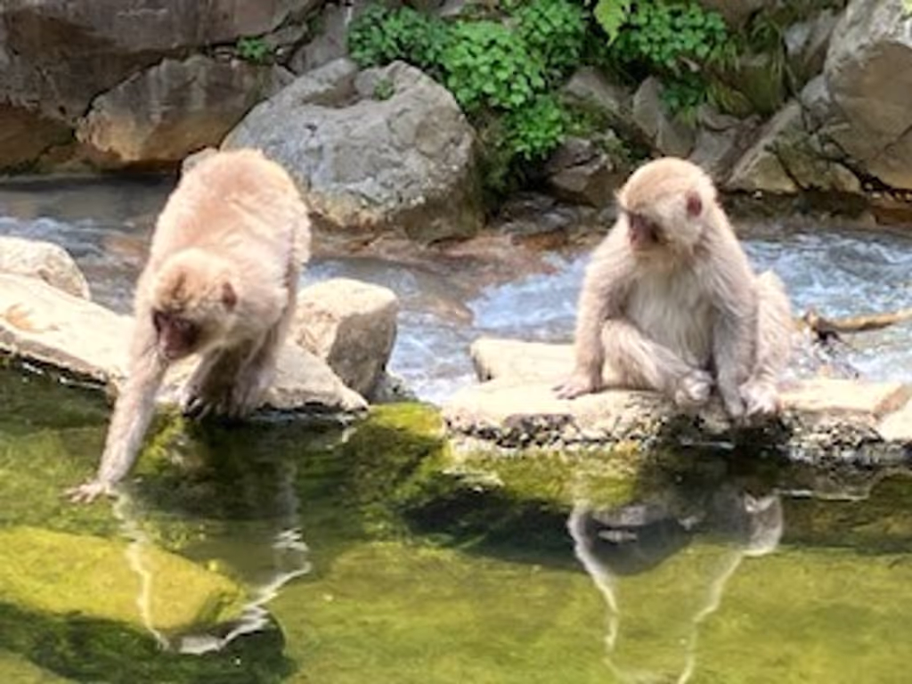 Nagano Private Tour - Beside Hot Spring (May)