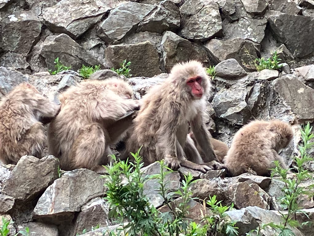 Nagano Private Tour - Monkeys Scratching Each Other’s Backs (July)