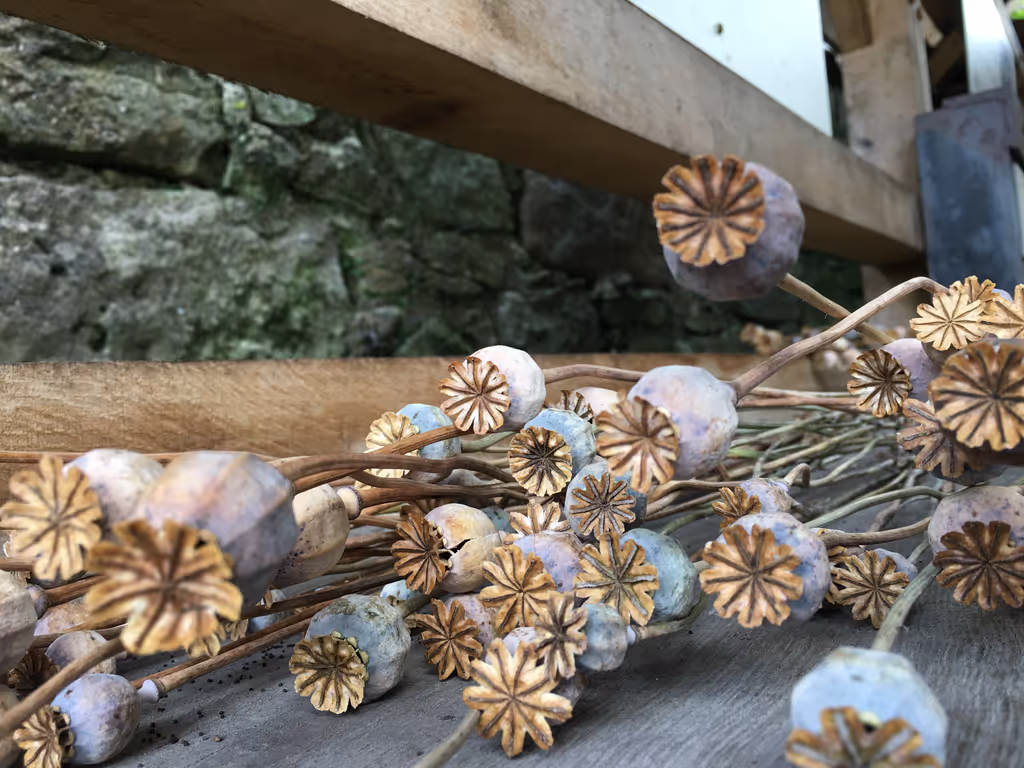 Edinburgh Private Tour - Poppy seed heads for sale in the Palace garden