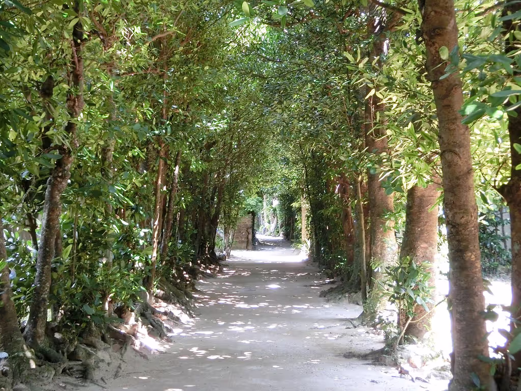 Okinawa Main Island Private Tour - Bise-Fukugi Tree Road