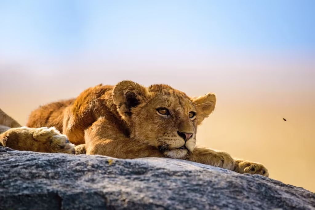 Zanzibar Private Tour - 