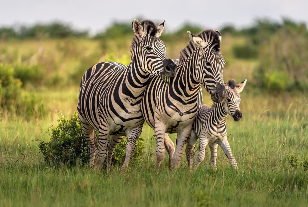 Zanzibar Private Tour - 