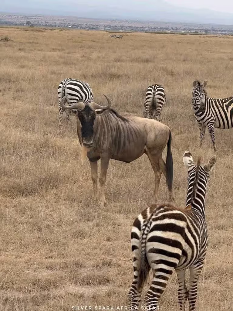 Zanzibar Private Tour - 