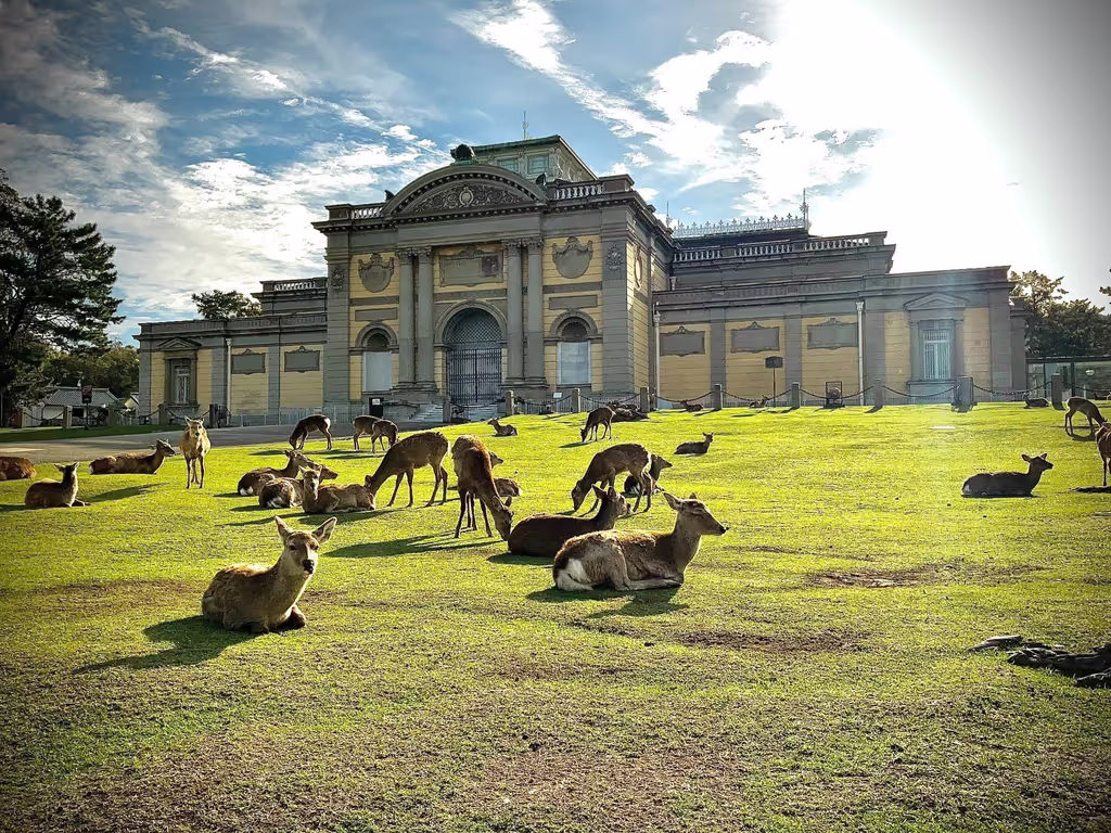 Nara Private Tour - 