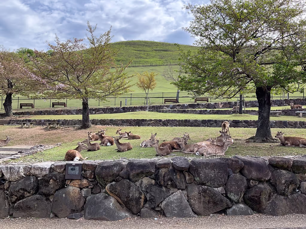 Nara Private Tour - 